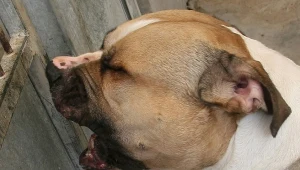 Dolnośląskie: Pies zaatakował dzieci na placu zabaw; właściciel trafił do aresztu, zdj. ilustracyjne