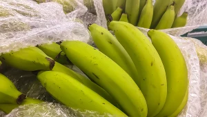 ​19 kg kokainy o wartości czarnorynkowej 5 mln zł znaleziono w bananach