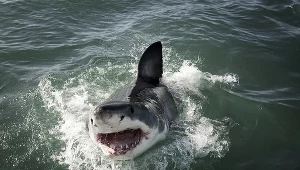 Żarłacz biały, zdjęcie ilustracyjne