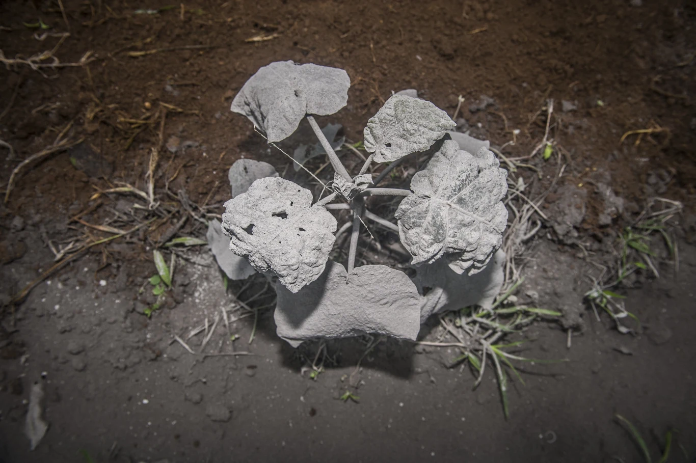 Lokalni rolnicy już wcześniej nie narzekali na brak pracy. Teraz dodatkowo muszą oczyścić swoje pola, aby móc na nich pracować.