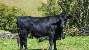 Byk, zdjęcie ilustracyjne