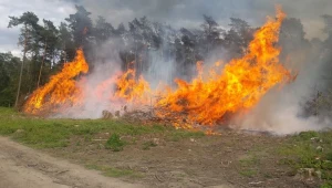 Wielkopolskie: 15-latek podpalił Puszczę Bieniszewską