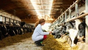 Hodowcy bydła walczą o rynkowy sukces