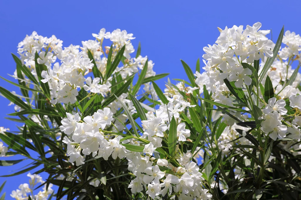 Oleander W naturalnym środowisku (basen Morza Śródziemnego) dorasta do 5 m. W uprawie pojemnikowej nie przekroczy 2 m, a rozrastaniu się krzewu zapobiegnie przycięcie bocznych pędów po kwitnieniu. Najlepiej czuje się w podłożu gliniastym, ale z drenażem (w okresie wzrostu musi być stale wilgotne). Od maja do września zachwyca białymi, różowymi lub czerwonymi kwiatami o lekko różanym zapachu. Oleander W naturalnym środowisku (basen Morza Śródziemnego) dorasta do 5 m. W uprawie pojemnikowej nie przekroczy 2 m, a rozrastaniu się krzewu zapobiegnie przycięcie bocznych pędów po kwitnieniu. Najlepiej czuje się w podłożu gliniastym, ale z drenażem (w okresie wzrostu musi być stale wilgotne). Od maja do września zachwyca białymi, różowymi lub czerwonymi kwiatami o lekko różanym zapachu.