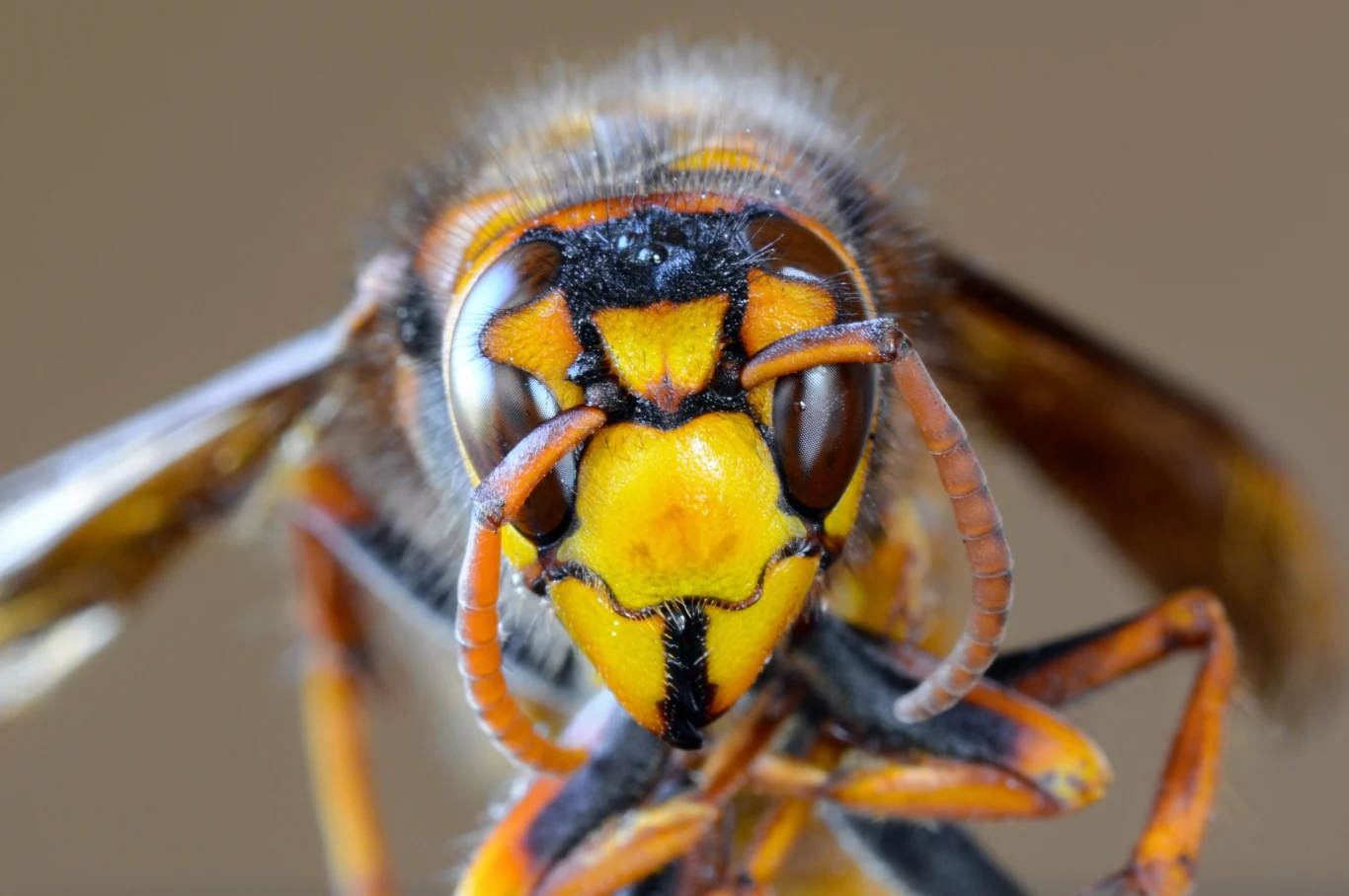 Vespa mandarinia Vespa mandarinia