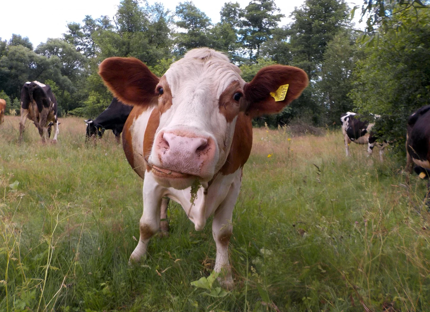 Krowy są bardzo skore do zabawy
