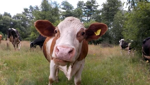 Krowy karmione wodorostami wydzielają mniej metanu