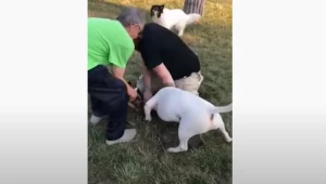 Krakowskie Czyżyny: Bulterier bez kagańca rzucił się na innego psa