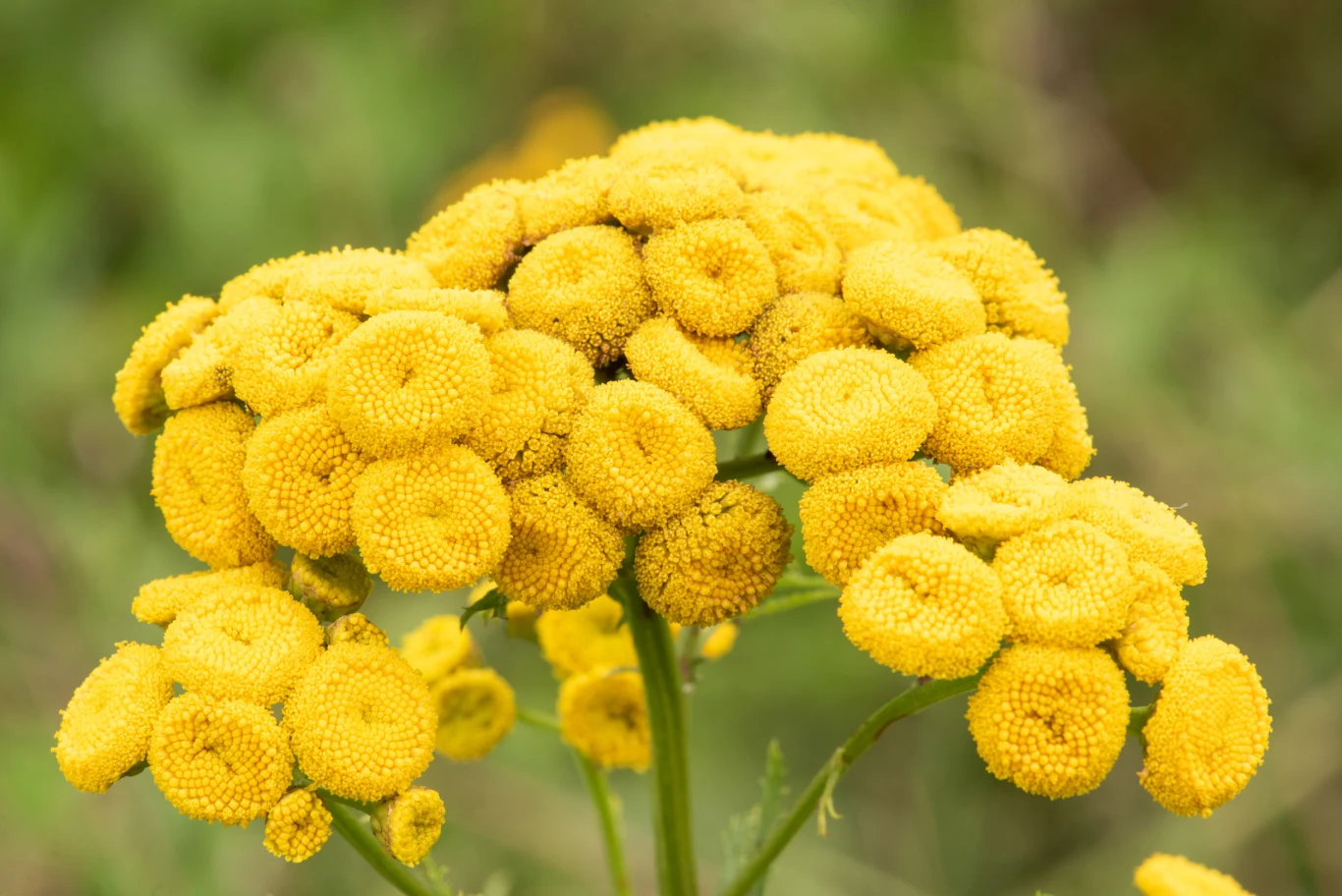 Odstrasza mole, komary, a nawet kleszcze. Nasze babcie leczyły nim wszawicę, świerzb i problemy trawienne, zwalczały nim również pasożyty. Do momentu, gdy okazało się, że wrotycz, bo o nim mowa, ma w składzie silnie toksyczną substancję - tujon. Od tego momentu lekarze zaczęli odradzać spożywanie wrotyczu, z powodzeniem możemy stosować go jednak zewnętrznie! Wrotycz wydziela mocny, charakterystyczny zapach, przypominający zapach kamfory - skutecznie odstrasza więc muchy, komary, mole, kleszcze i inne owady, uprzykrzające nam życie. Zioło należy rozdrobnić, natrzeć nim skórę i... naturalny odstraszacz owadów gotowy! Wrotycz można również zaparzyć, wystudzić i spryskać nim ciało. Ze względu na jego mocne antybakteryjne właściwości stosować go można również przeciw wszom, nużeńcom i świerzbowcom. Wrotycz skutecznie odstrasza mole - warto więc podzielić zebrany na łące bukiet na małe wiązanki i umieścić je na półkach w garderobie. 