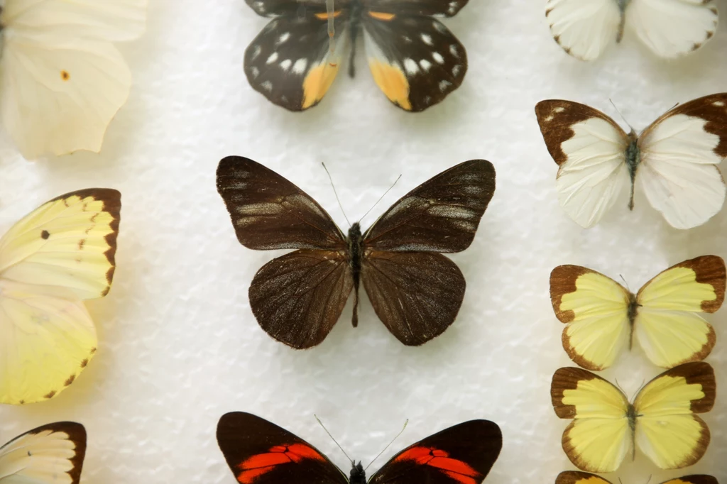 Nie tylko dzieci z pewnością zachwyci niezwykła kolekcja w Muzeum Motyli w Łebie. 