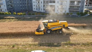 Rolnik z Lublina co ziemi nie sprzedał, czyli żniwa na środku osiedla