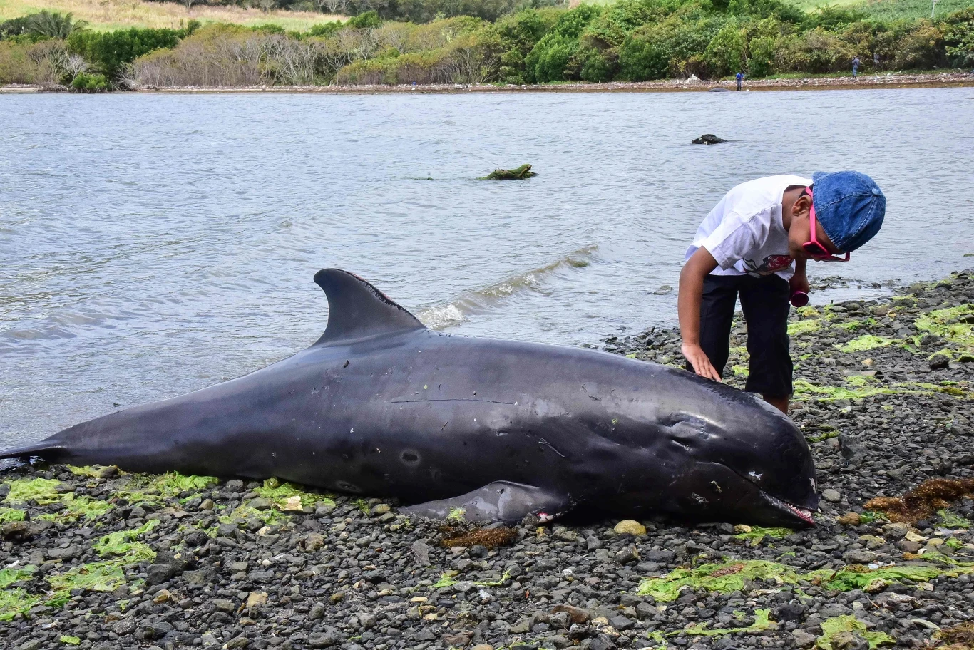 Delfin, który wypłynął na brzeg w Grand Sable, Mauritius