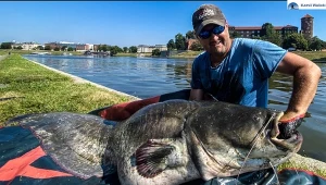 Sum wyłowiony z Wisły w centrum Krakowa. "Jest wielki jak smok wawelski"