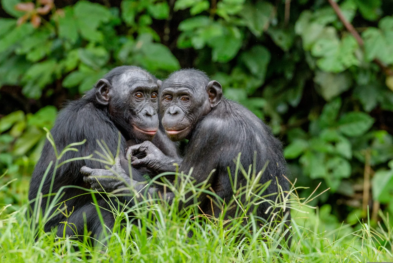 Bonobo w środowisku naturalnym. Bonobo w środowisku naturalnym.