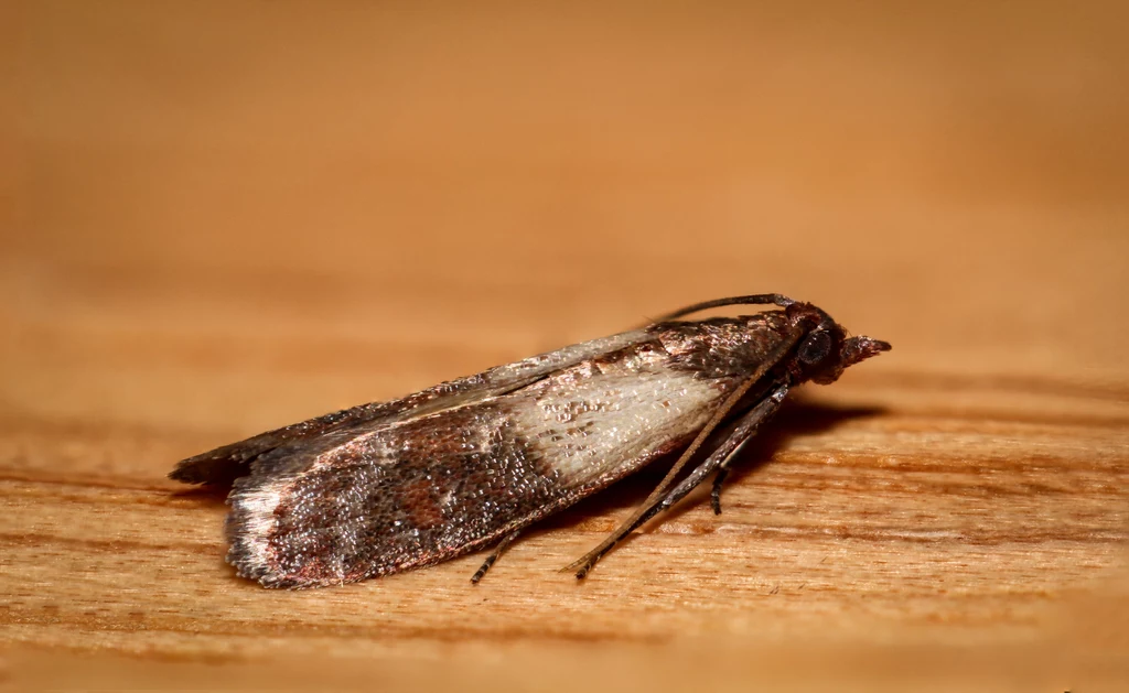 Mole spożywcze Jeśli w mieszkaniu zauważyliśmy mole, pierwszym krokiem do ich usunięcia będą porządki w kuchni. Z szafek należy usunąć wszelkie zainfekowane produkty sypkie, takie jak mąki, kasze, ryż, a nawet… sucha karma dla zwierząt. Wnętrza szafek warto dokładnie umyć wodą z octem lub mydłem. W wyczyszczonych szafkach można pozostawić do ostygnięcia napar goździkowy, pomarańczę z wbitymi w owoc goździkami lub miseczkę z gorącym octem. By uniknąć powrotu owadów sypkie produkty spożywcze warto przechowywać w słoikach – do takich, szczelnie zamkniętych pojemników, nie uda im się przedostać. Mole spożywcze Jeśli w mieszkaniu zauważyliśmy mole, pierwszym krokiem do ich usunięcia będą porządki w kuchni. Z szafek należy usunąć wszelkie zainfekowane produkty sypkie, takie jak mąki, kasze, ryż, a nawet… sucha karma dla zwierząt. Wnętrza szafek warto dokładnie umyć wodą z octem lub mydłem. W wyczyszczonych szafkach można pozostawić do ostygnięcia napar goździkowy, pomarańczę z wbitymi w owoc goździkami lub miseczkę z gorącym octem. By uniknąć powrotu owadów sypkie produkty spożywcze warto przechowywać w słoikach – do takich, szczelnie zamkniętych pojemników, nie uda im się przedostać.