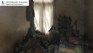 W zupełnie zdemolowanym mieszkaniu nieznana osoba przetrzymywała żywe sroki i gołębie
