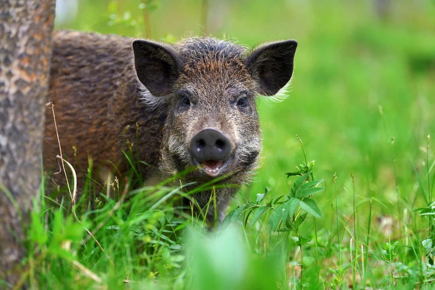 Afrykański pomór świń (ASF) pozostaje groźny. Winne są dziki?
