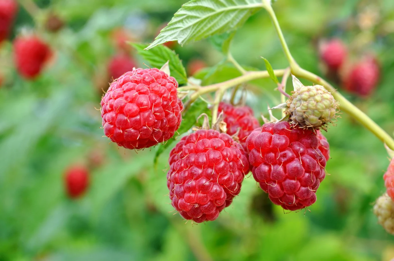Owoce malin będą zdrowe i soczyste. Posadź krzew obok borówki.