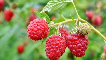 Przycinanie malin we wrześniu może przynieść wiele korzyści. Podziękujesz sobie za to w kolejnym sezonie