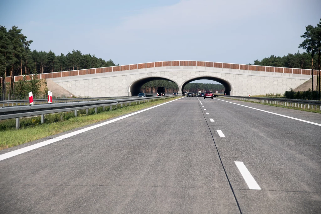 Górne przejścia dla zwierząt z poziomu drogi wyglądają tak