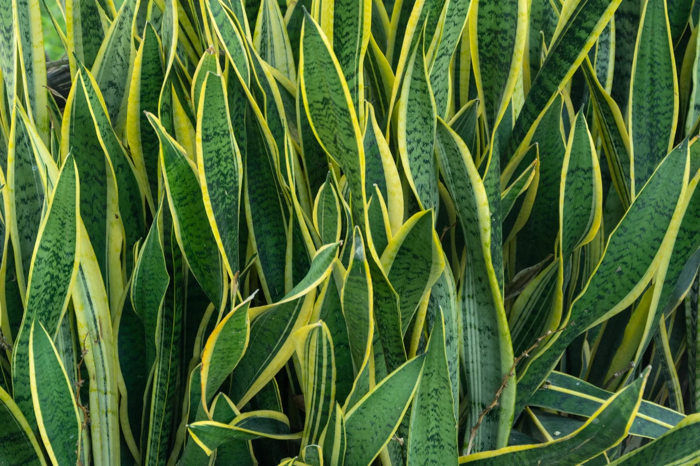 Nie masz "ręki do kwiatów". Zacznij od mniej wymagających odmian