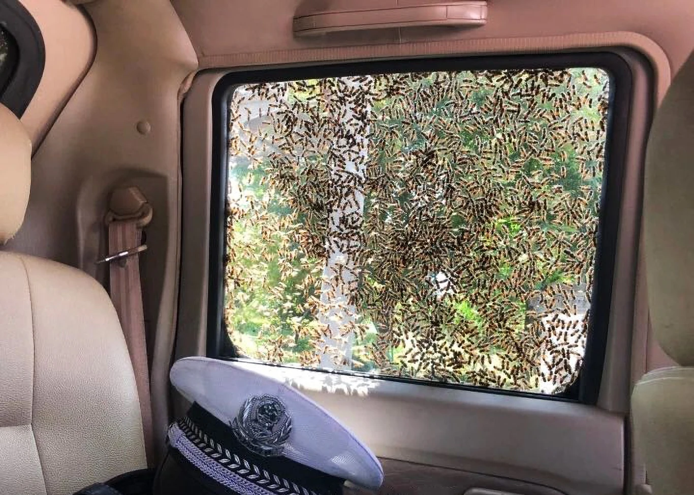 Policjanci z chińskiej drogówki zauważyli obecność pszczół i podjechali bliżej, żeby przyjrzeć się im uważniej. 