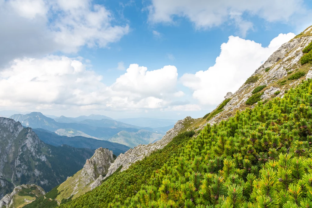 Według tatrzańskich podań Giewont jest najmłodszym synem Gerlacha i Świnicy. Jego romantyczne dzieje przedstawiane są w różnych wersjach. Podczas wędrówki warto pamiętać, że szlak na Giewont od pewnego momentu staje się jednokierunkowy i należy bezwzględnie przestrzegać tej zasady, by nie tworzyć zagrożenia dla siebie i innych. Według tatrzańskich podań Giewont jest najmłodszym synem Gerlacha i Świnicy. Jego romantyczne dzieje przedstawiane są w różnych wersjach. Podczas wędrówki warto pamiętać, że szlak na Giewont od pewnego momentu staje się jednokierunkowy i należy bezwzględnie przestrzegać tej zasady, by nie tworzyć zagrożenia dla siebie i innych.