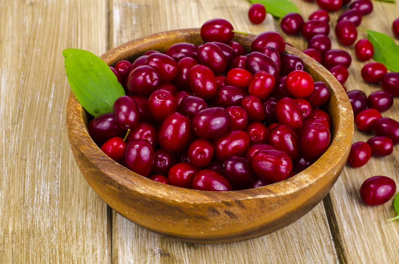 Dereń jadalny jest bogaty m.in. w witaminę C Dereń jadalny jest bogaty m.in. w witaminę C