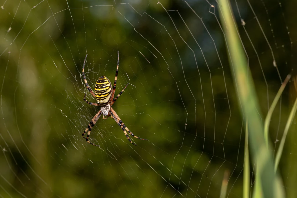 Tygrzyk paskowany Pająk należy do rodziny krzyżakowatych (łać. Araneidae), a jego bliskim krewniakiem jest dobrze wszystkim znany krzyżak ogrodowy. Tygrzyk jest gatunkiem bardzo charakterystycznym i trudno go pomylić z innymi pająkami. Samica osiąga długość ok. 25 mm, jej głowotułów pokryty jest gęstym srebrzystym włosem, a na jaskrawożółtym odwłoku posiada czarne poprzeczne prążki. Ten paskowany wzór upodabnia ją nieco do osy. Tygrzyk paskowany występuje tylko i wyłącznie na ciepłych, mocno nasłonecznionych i wilgotnych łąkach. Poluje na owady, głównie szarańczaki. Tygrzyk paskowany Pająk należy do rodziny krzyżakowatych (łać. Araneidae), a jego bliskim krewniakiem jest dobrze wszystkim znany krzyżak ogrodowy. Tygrzyk jest gatunkiem bardzo charakterystycznym i trudno go pomylić z innymi pająkami. Samica osiąga długość ok. 25 mm, jej głowotułów pokryty jest gęstym srebrzystym włosem, a na jaskrawożółtym odwłoku posiada czarne poprzeczne prążki. Ten paskowany wzór upodabnia ją nieco do osy. Tygrzyk paskowany występuje tylko i wyłącznie na ciepłych, mocno nasłonecznionych i wilgotnych łąkach. Poluje na owady, głównie szarańczaki.