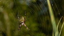 Tygrzyk paskowany 

Pająk należy do rodziny krzyżakowatych (łać. Araneidae), a jego bliskim krewniakiem jest dobrze wszystkim znany krzyżak ogrodowy. Tygrzyk jest gatunkiem bardzo charakterystycznym i trudno go pomylić z innymi pająkami. Samica osiąga długość ok. 25 mm, jej głowotułów pokryty jest gęstym srebrzystym włosem, a na jaskrawożółtym odwłoku posiada czarne poprzeczne prążki. Ten paskowany wzór upodabnia ją nieco do osy. Tygrzyk paskowany występuje tylko i wyłącznie na ciepłych, mocno nasłonecznionych i wilgotnych łąkach. Poluje na owady, głównie szarańczaki. 