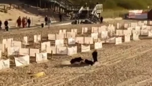 Dzik na plaży w Międzyzdrojach, kadr z nagrania pana Dariusza