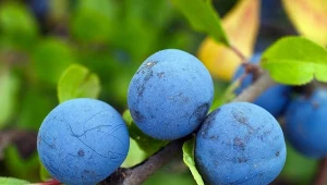 Posadź obok śliwki. W sezonie owoce będą dorodne i słodkie jak cukierki