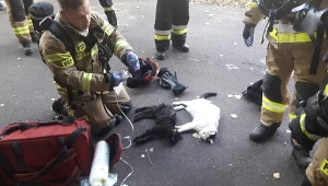 Trójmiejscy strażacy uratowali koty