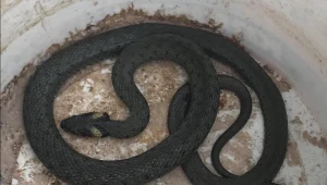 Małopolska: Wąż wpełzł do domu. Akcja straży 