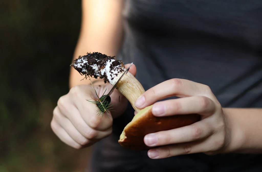 Istnieje sposób na szybkie i łatwe pozbycie się robaków z grzybów