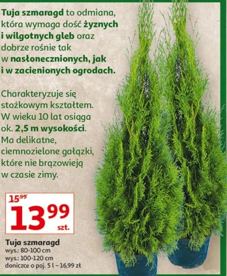 Tuja