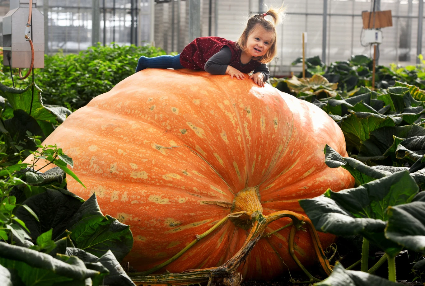 Największe dynie w ich hodowli potrafią przybierać na wadze nawet 25 kilogramów w ciągu doby.