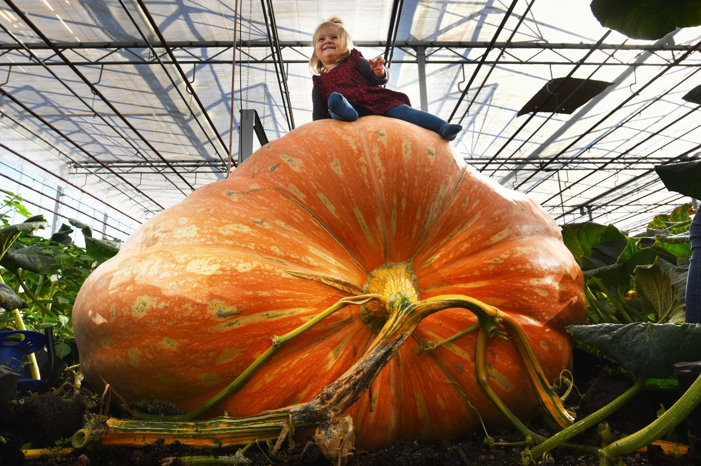 Gigantyczny owoc, który najpewniej pobije rekord świata, waży obecnie 1194 kilogramów.