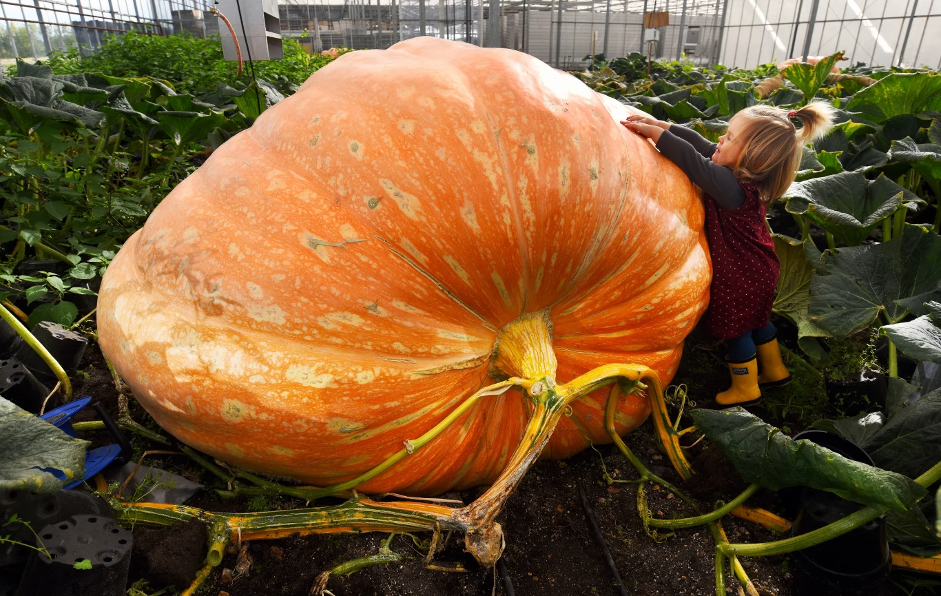 Poprzedni rekord również padł w ich szklarniach. Dynia-rekordzistka ważyła 1104 kilogramy.