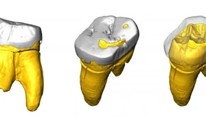 Ząb znaleziony w polskiej jaskini rzuca nowe światło na gatunek