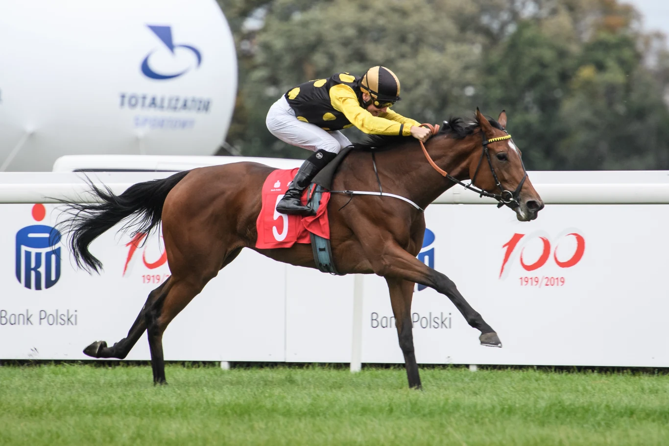 Słowak Michal Abik i jego klacz Pride of Nelson Słowak Michal Abik i jego klacz Pride of Nelson