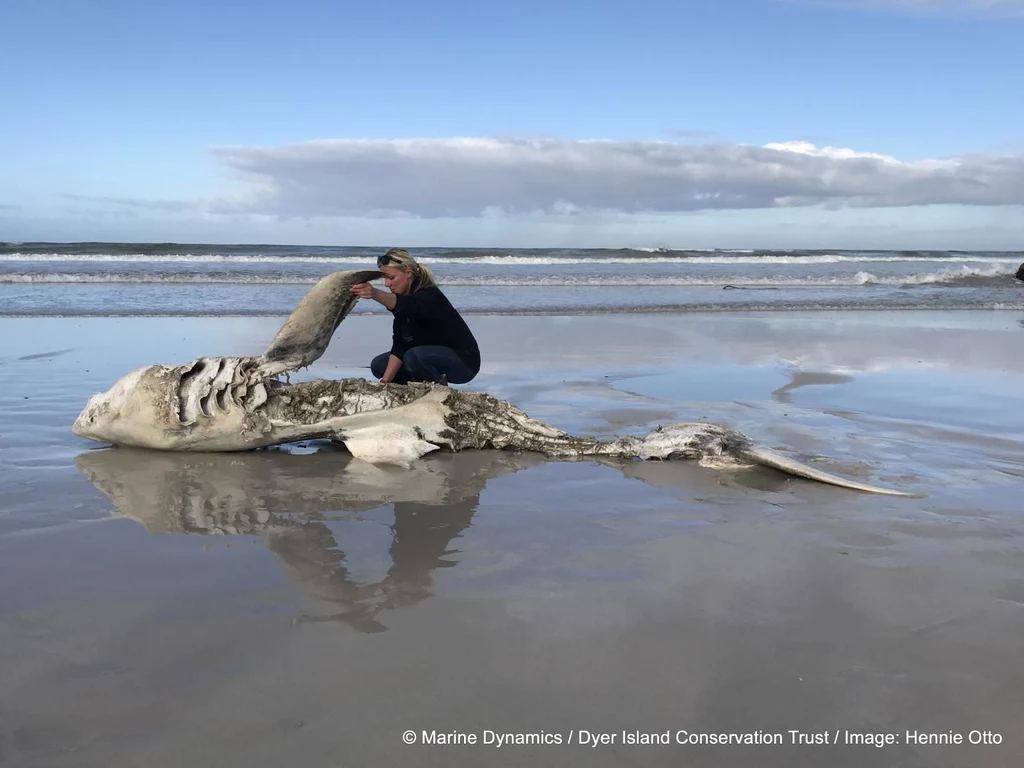 Żarłacz biały wyrzucony na brzeg. Fot. Hennie Otto/Marine Dynamics/Dyer Island Conservation Trust)