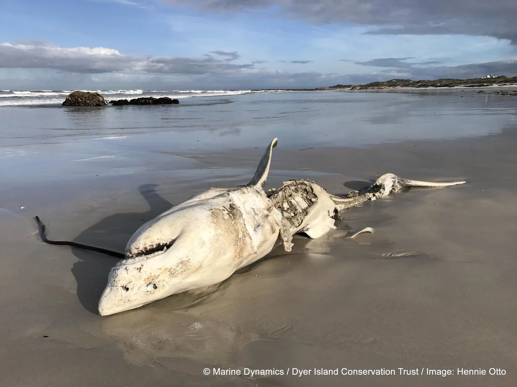 Żarłacz biały wyrzucony na brzeg. Fot. Hennie Otto/Marine Dynamics/Dyer Island Conservation Trust)