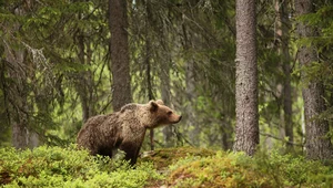 Bieszczady. Niedźwiedź spaceruje po podwórkach. Gmina chce go odstraszyć