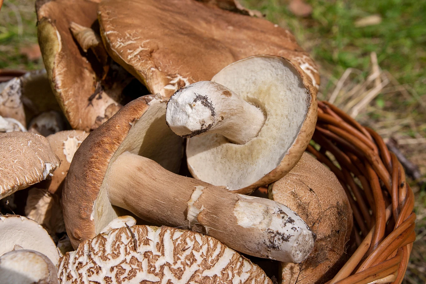 Najlepszy sposób na zachowanie aromatu grzybów to ususzenie ich