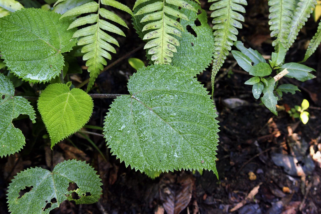 Dendrocnide moroides