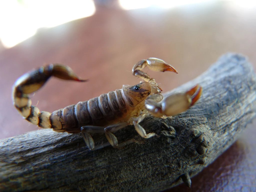 Skorpion na kamieniu