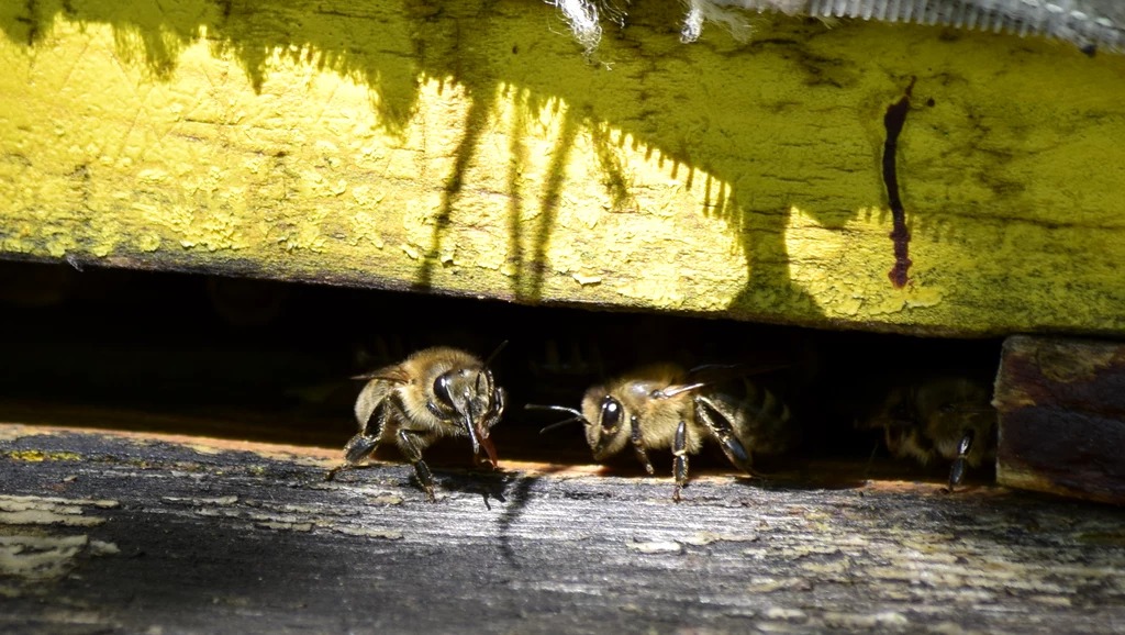 Pszczoły przeżyły w ulach 50 dni po erupcji wulkanu Cumbre Vieja