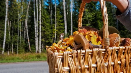 ​Te grzyby już można znaleźć w lasach. Chwytaj koszyk i leć, nim ktoś cię ubiegnie