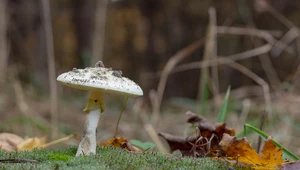 Śmiertelnie niebezpieczne mity o grzybach